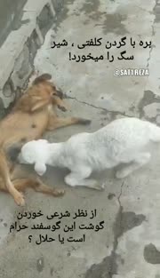 Random Video